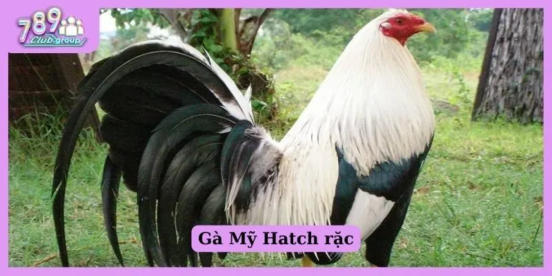 Gà Mỹ Hatch rặc