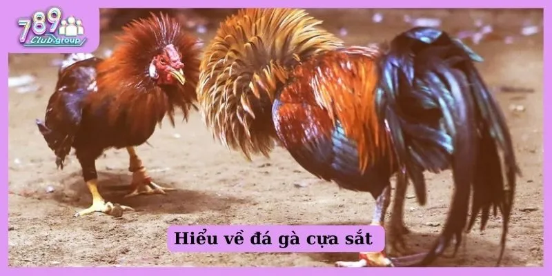 Hiểu về đá gà cựa sắt 