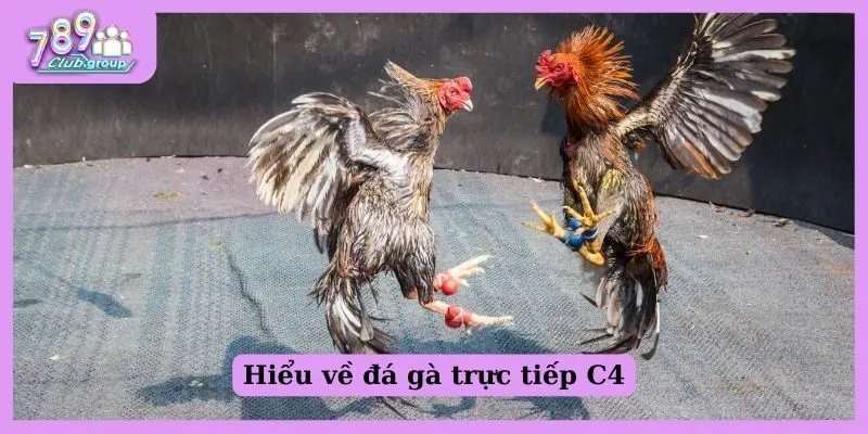 Hiểu về đá gà trực tiếp C4