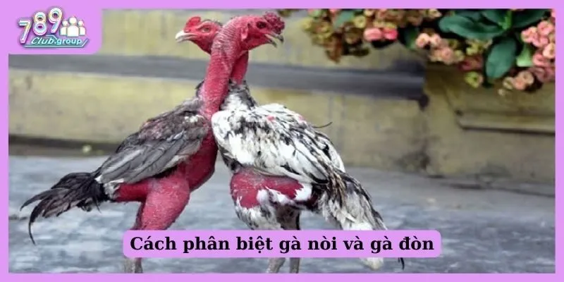 Cách phân biệt gà nòi và gà đòn