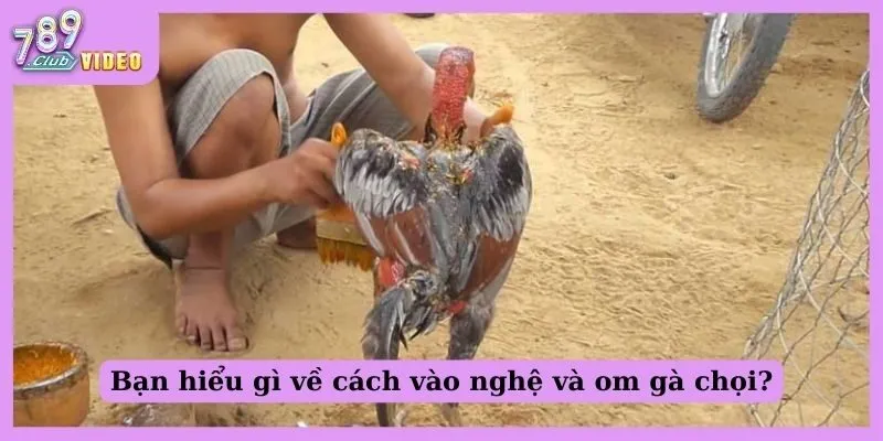 Bạn hiểu gì về cách vào nghệ và ôm gà chọi?