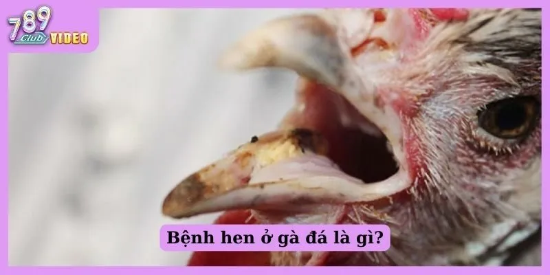 Bệnh hen ở gà đá là gì?