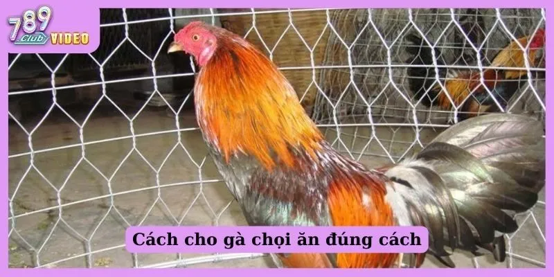 Cách cho gà chọi ăn đúng cách