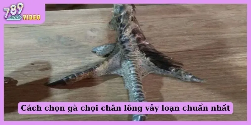 Cách chọn gà chọi chân lông vảy loạn chuẩn nhất