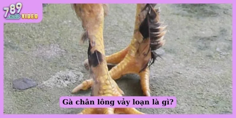 Gà chân lông vảy loạn là gì?