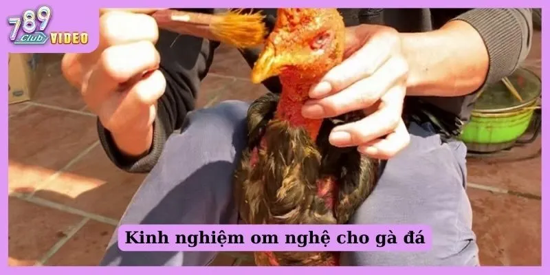 Kinh nghiệm om nghệ cho gà đá