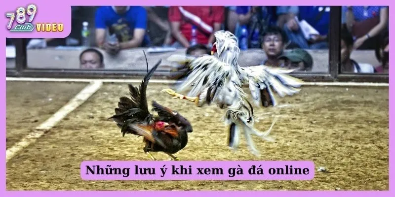 Những lưu ý khi xem gà đá online