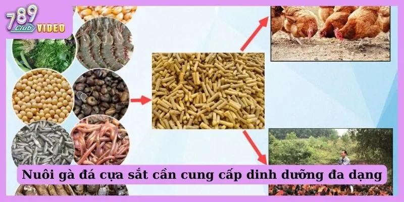 Nuôi gà đá cựa sắt cần cung cấp dinh dưỡng đa dạng