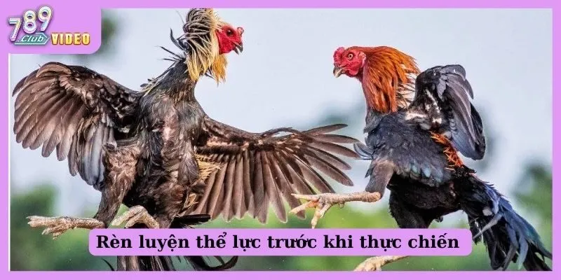 Rèn luyện thể lực trước khi thực chiến