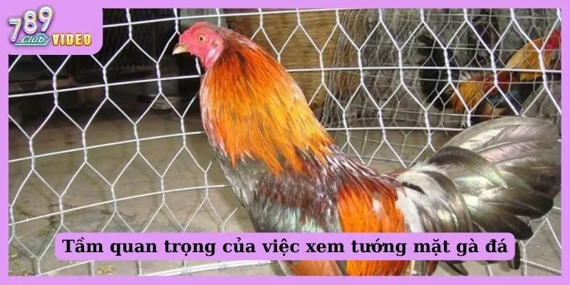 Tầm quan trọng của việc xem tướng mặt gà đá