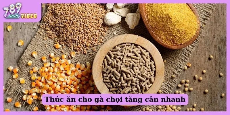 Thức ăn cho gà chọi tăng cân nhanh