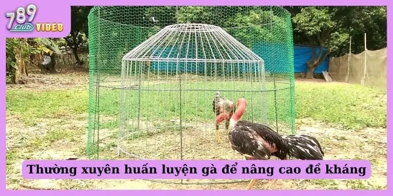 Thường xuyên huấn luyện gà để nâng cao đề kháng