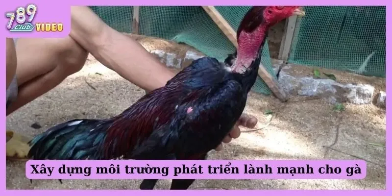 Xây dựng môi trường phát triển lành mạnh cho gà